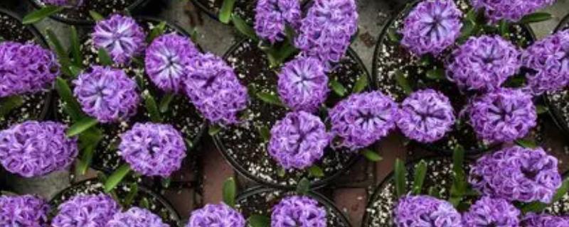 风信子的花语，不同颜色代表的含义有区别