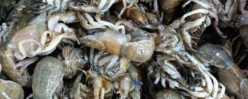 蝼蛄虾与皮皮虾的区别，外形和居住环境均不同