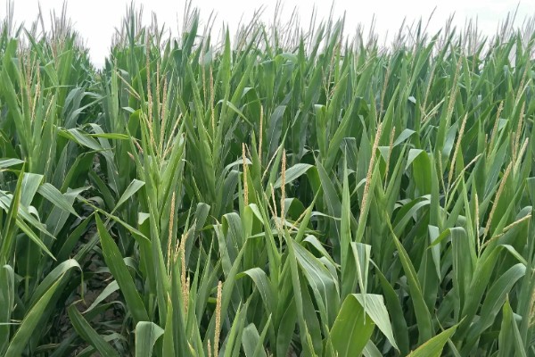 玉米播种后过多久抽穗,经过60-70天左右进入抽穗期