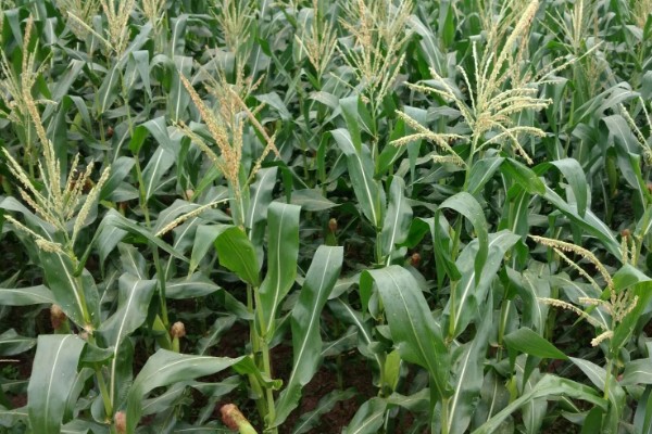 玉米播种后过多久抽穗,经过60-70天左右进入抽穗期