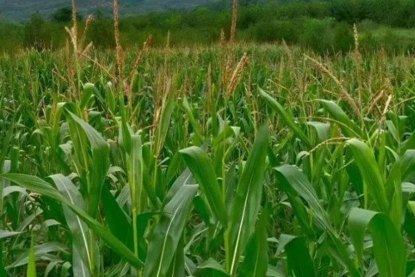 玉米播种后过多久抽穗,经过60-70天左右进入抽穗期