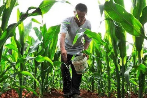 玉米播种后过多久抽穗,经过60-70天左右进入抽穗期