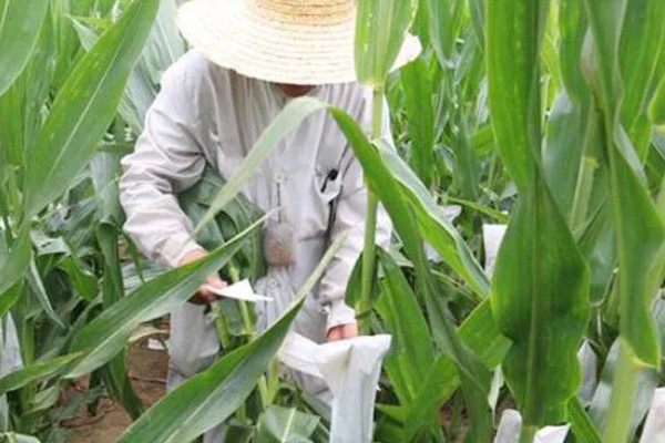 玉米播种后过多久抽穗,经过60-70天左右进入抽穗期