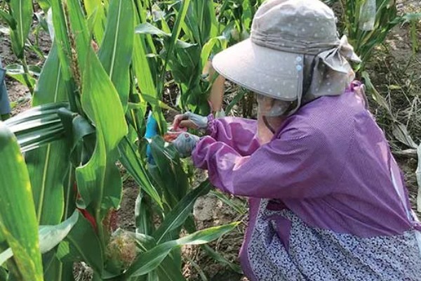 玉米播种后过多久抽穗,经过60-70天左右进入抽穗期