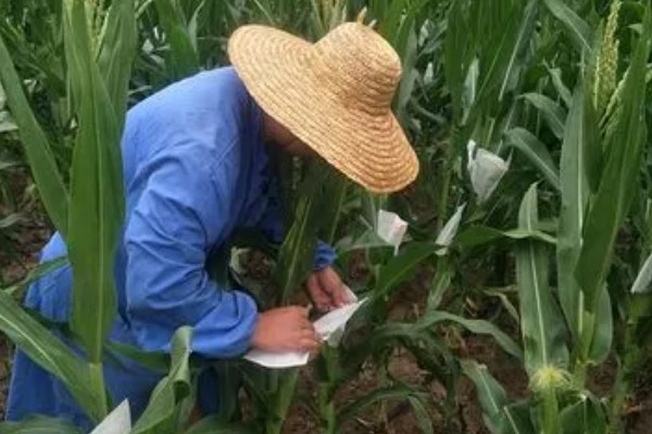 玉米播种后过多久抽穗,经过60-70天左右进入抽穗期