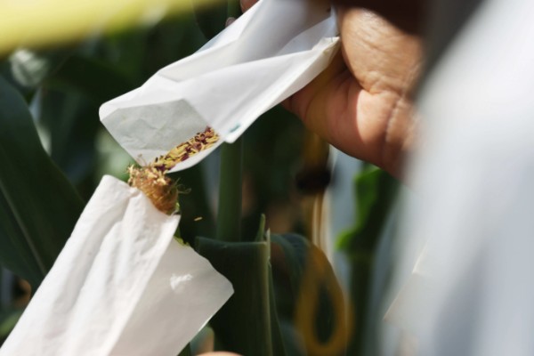 玉米播种后过多久抽穗,经过60-70天左右进入抽穗期