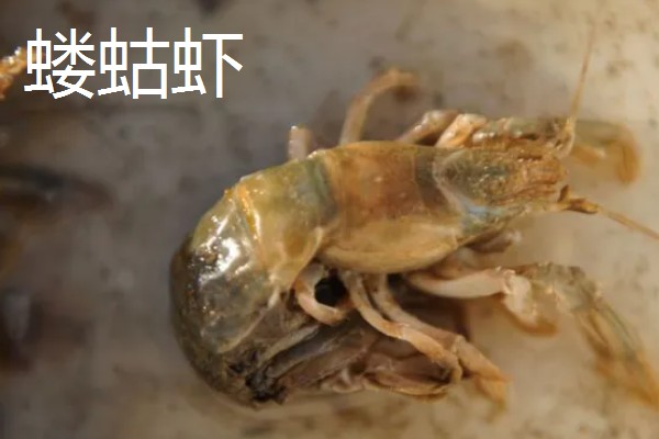 蝼蛄虾与皮皮虾的区别，外形和居住环境均不同