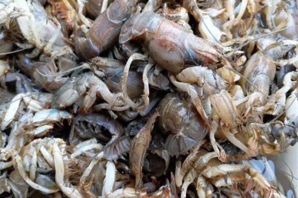 蝼蛄虾与皮皮虾的区别，外形和居住环境均不同