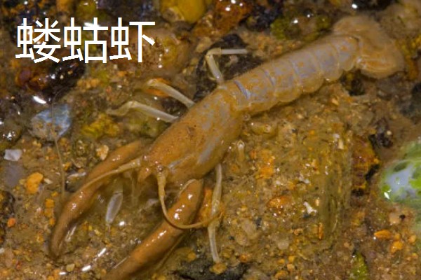 蝼蛄虾与皮皮虾的区别，外形和居住环境均不同