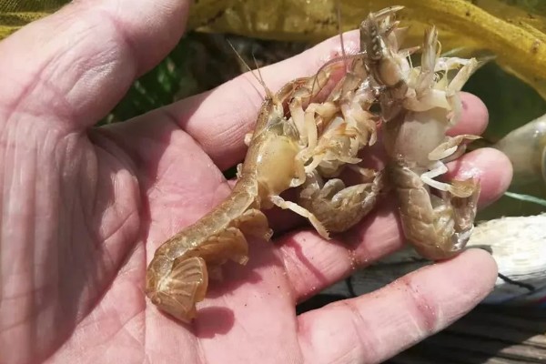 蝼蛄虾与皮皮虾的区别，外形和居住环境均不同