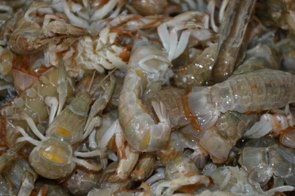 蝼蛄虾与皮皮虾的区别，外形和居住环境均不同