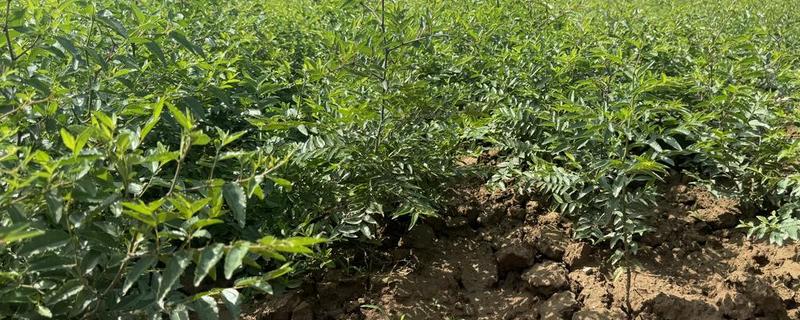 酸枣的种植技术，种植前需要进行催芽处理