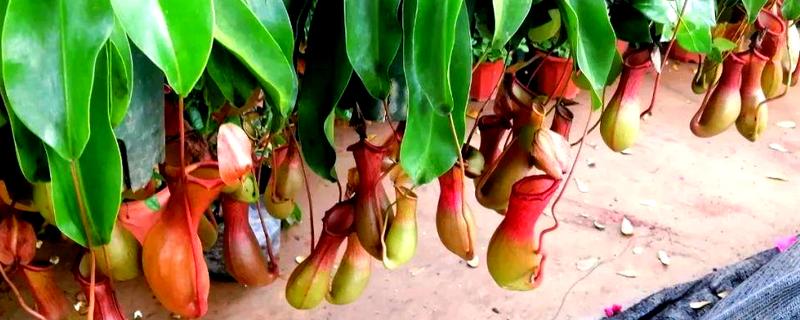 哪些植物与众不同，卷柏、猪笼草等品种很有特点