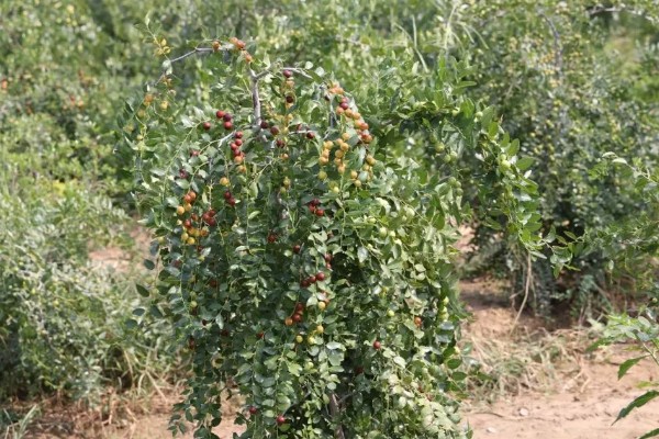 酸枣的种植技术，种植前需要进行催芽处理