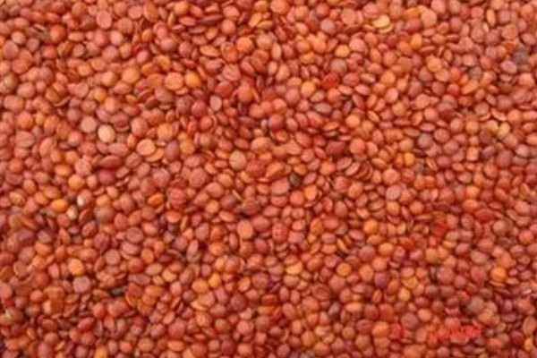 酸枣的种植技术，种植前需要进行催芽处理