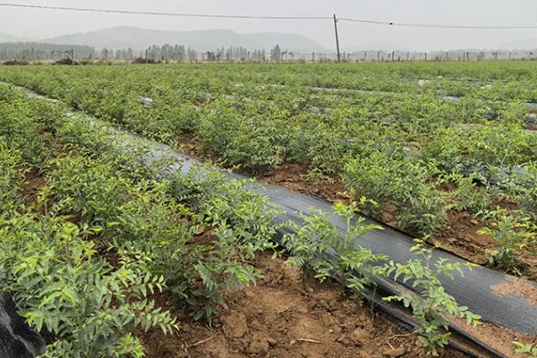 酸枣的种植技术，种植前需要进行催芽处理