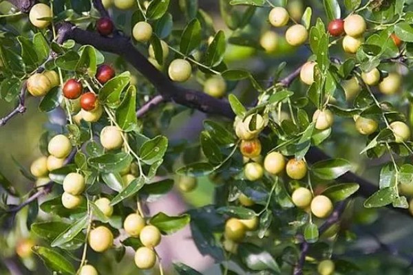 酸枣的种植技术，种植前需要进行催芽处理