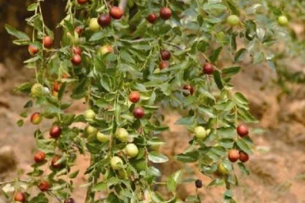 酸枣的种植技术，种植前需要进行催芽处理