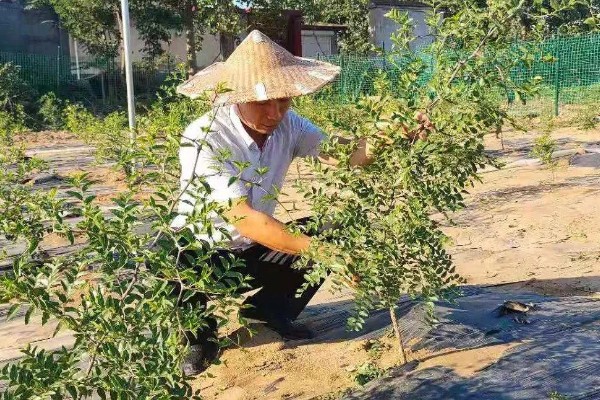 酸枣的种植技术，种植前需要进行催芽处理