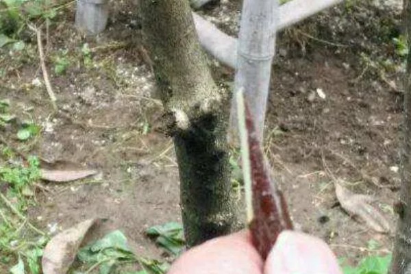 酸枣的种植技术，种植前需要进行催芽处理