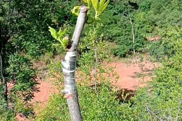 酸枣的种植技术，种植前需要进行催芽处理