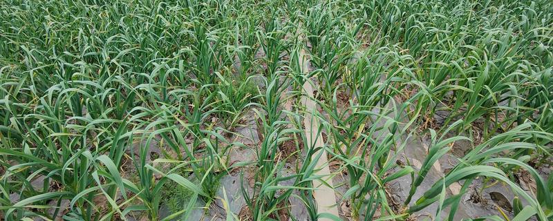 种植大蒜要注意什么，株距保持在10-12厘米