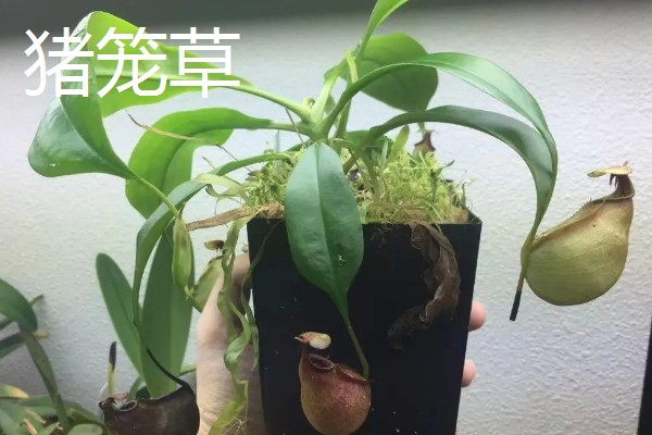哪些植物与众不同，卷柏、猪笼草等品种很有特点