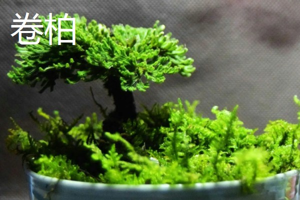 哪些植物与众不同，卷柏、猪笼草等品种很有特点