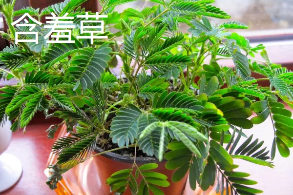 哪些植物与众不同，卷柏、猪笼草等品种很有特点