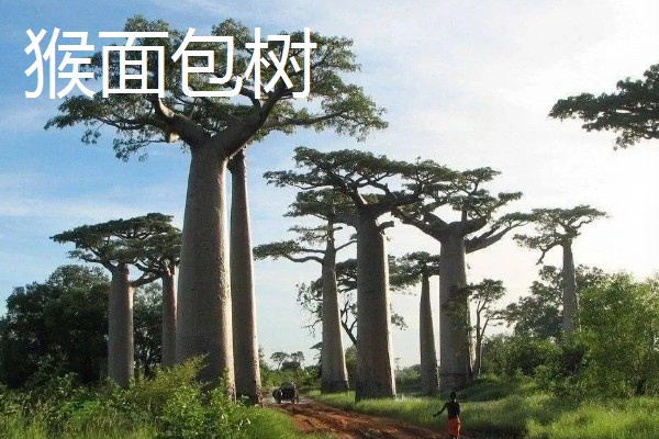 哪些植物与众不同，卷柏、猪笼草等品种很有特点