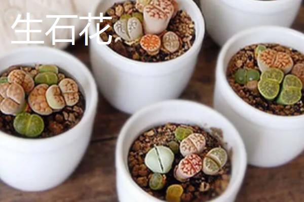 哪些植物与众不同，卷柏、猪笼草等品种很有特点