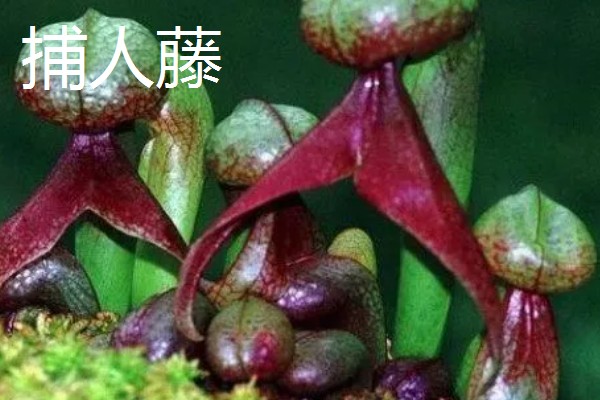 哪些植物与众不同，卷柏、猪笼草等品种很有特点