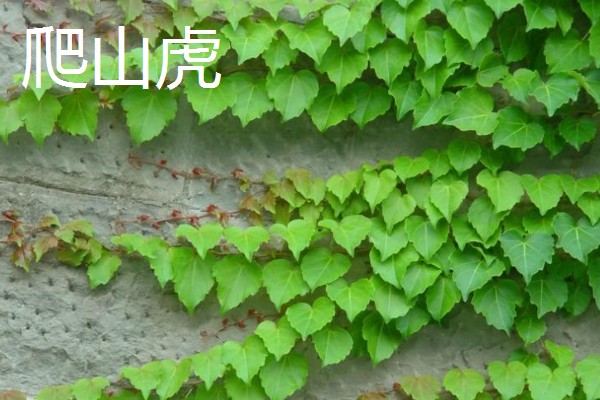 哪些植物与众不同，卷柏、猪笼草等品种很有特点