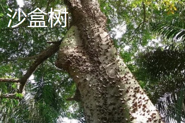 哪些植物与众不同，卷柏、猪笼草等品种很有特点