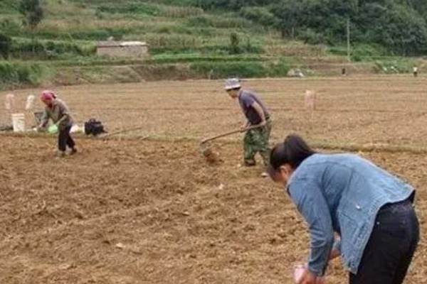 种植大蒜要注意什么，株距保持在10-12厘米