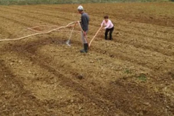 种植大蒜要注意什么，株距保持在10-12厘米
