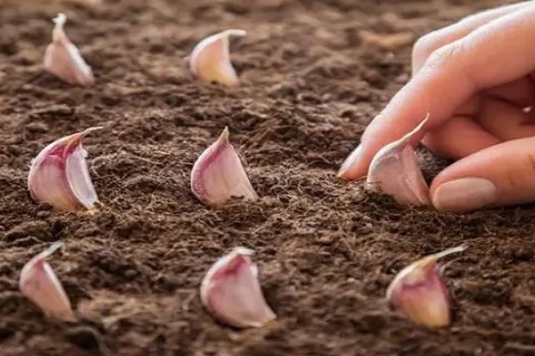 种植大蒜要注意什么，株距保持在10-12厘米