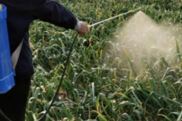 种植大蒜要注意什么，株距保持在10-12厘米