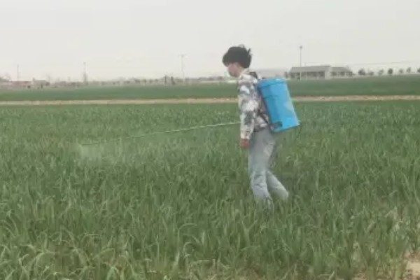 种植大蒜要注意什么，株距保持在10-12厘米