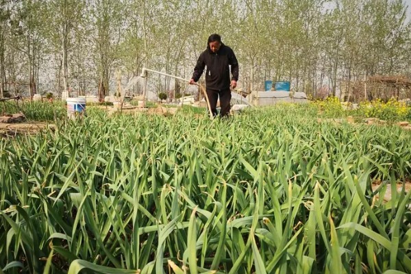 种植大蒜要注意什么，株距保持在10-12厘米