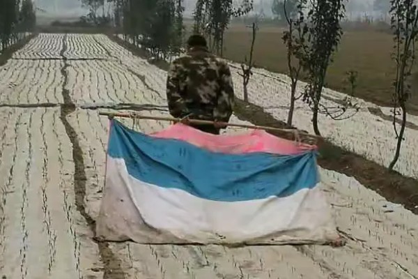 种植大蒜要注意什么，株距保持在10-12厘米