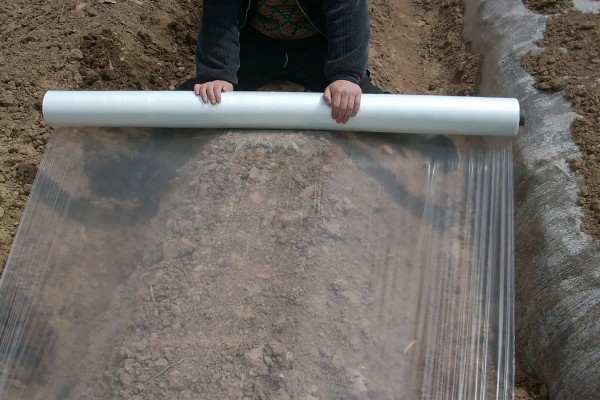 种植大蒜要注意什么，株距保持在10-12厘米