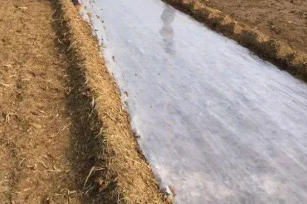 种植大蒜要注意什么，株距保持在10-12厘米