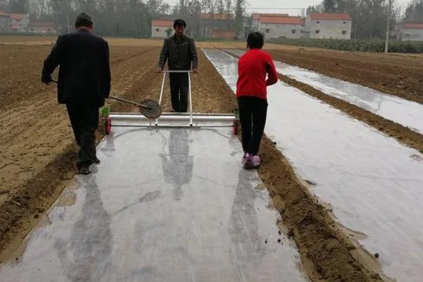 种植大蒜要注意什么，株距保持在10-12厘米