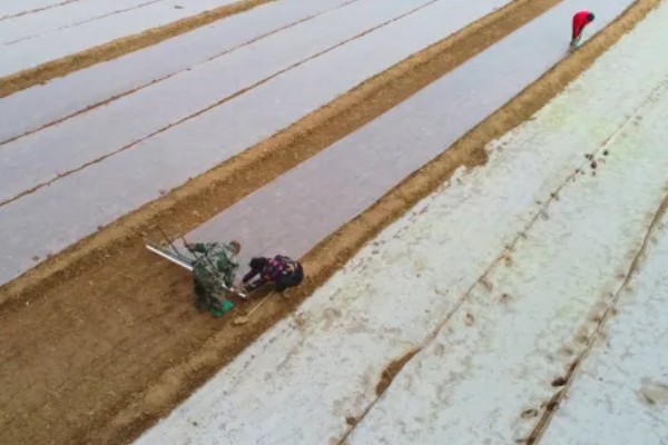 种植大蒜要注意什么，株距保持在10-12厘米