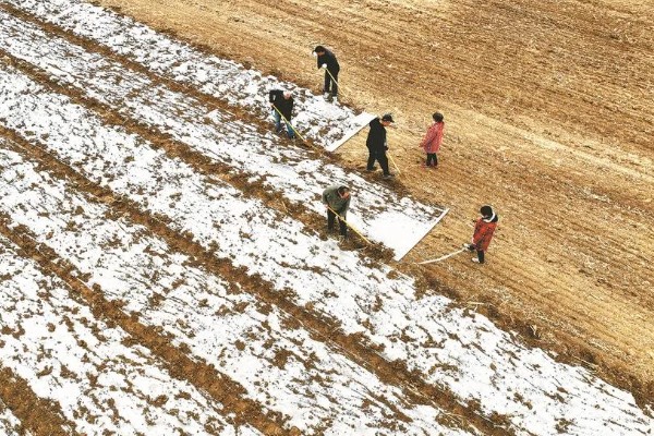 种植大蒜要注意什么，株距保持在10-12厘米