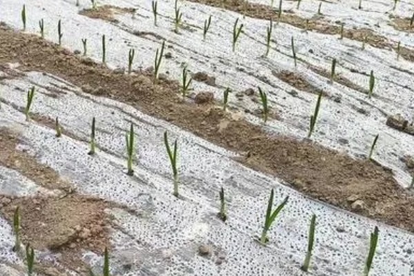 种植大蒜要注意什么，株距保持在10-12厘米