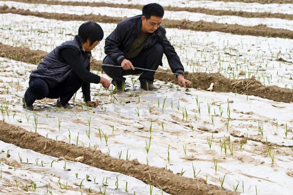 种植大蒜要注意什么，株距保持在10-12厘米