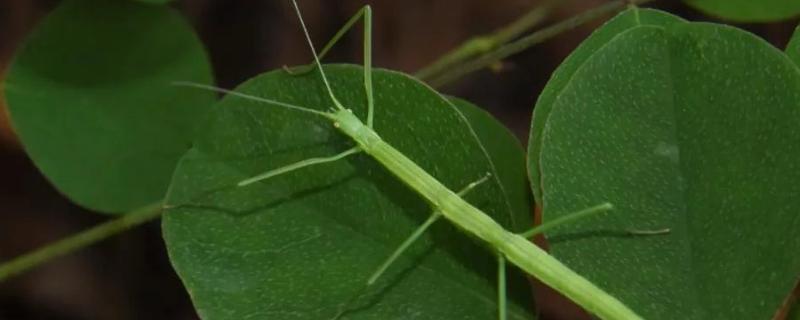 竹节虫的简介，属于无脊椎动物