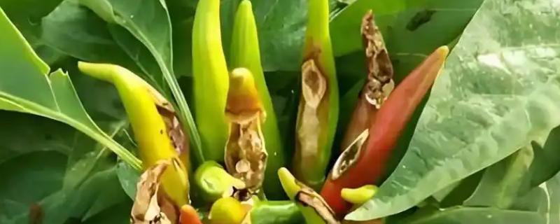 辣椒炭疽病怎么防治，播种前用温水浸种消毒